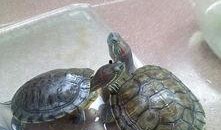 乌龟可以吃瓠瓜吗视频播放,瓠瓜成为新宠