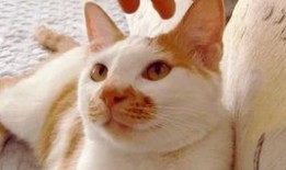 吃瓜可怕视频,网络舆论的暗流涌动