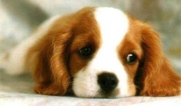 网红视频吃瓜狗图片,吃瓜狗的趣味瞬间