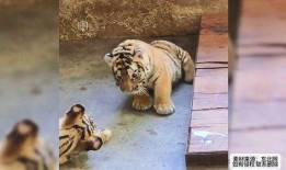 三只小老虎吃瓜视频大全,萌态十足视频大盘点