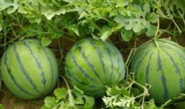 乾隆口渴到瓜地吃瓜视频,亲尝瓜地甘甜瞬间