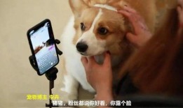 二狗很忙直播吃瓜视频,揭秘娱乐圈幕后故事