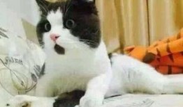 猫咪吃瓜收纳游戏视频,收纳游戏一网打尽