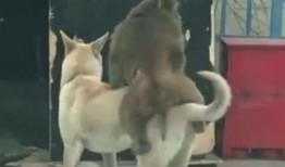 三只狗吃瓜的视频,一场欢乐的瓜分盛宴