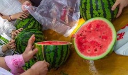 镇江吃瓜大全视频,吃瓜大全视频带你领略特色瓜果盛宴