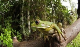 绿头蛙吃瓜视频大全集,趣味视频全集赏析