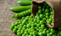 猴子吃瓜豌豆视频,趣味横生的自然互动瞬间