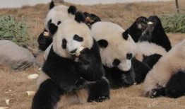 熊猫人动画吃瓜视频大全