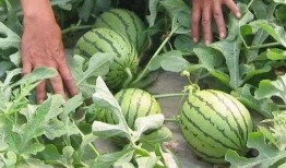 内蒙古网红吃瓜视频大全,趣味横生，笑料百出