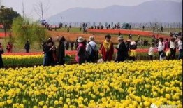 郁金香吃瓜视频