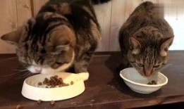 猫咪吃瓜搞笑视频大全,萌态百出笑翻天！