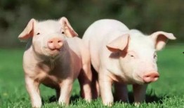 粉色的猪吃瓜视频在线