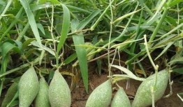 吃地梢瓜小视频大全图片,视频大全中的美味瞬间