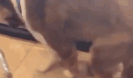 奇葩吃瓜群众的视频,一场视觉盛宴的狂欢