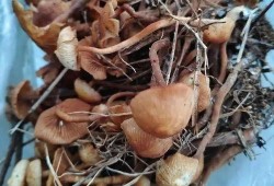 响水吃瓜视频,揭秘网络视频背后的热点事件