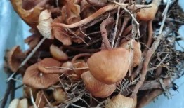 响水吃瓜视频,揭秘网络视频背后的热点事件