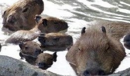 日本水豚吃瓜比赛视频,萌宠大作战