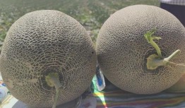 新疆动物吃哈密瓜视频,动物们的美食盛宴