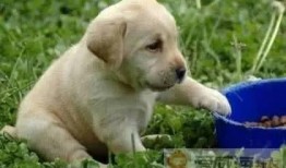 吃瓜拉布拉多被抓视频大全