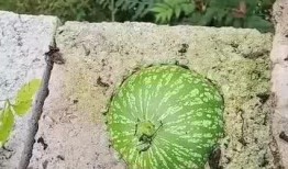 吃瓜搞笑短视频,短视频里的欢乐盛宴