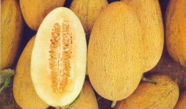 新疆小伙吃哈密瓜视频