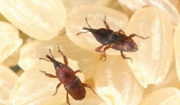 吃瓜的大虫子图片大全视频