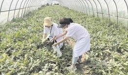 武汉群众吃瓜视频最新,群众围观吃瓜，现场热闹非凡