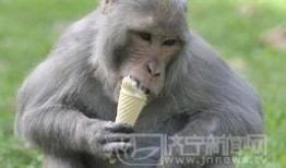 尼加拉瓜吃猴子视频,传统习俗引发争议