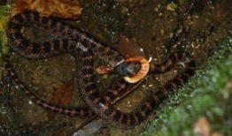 辛安小蛇吃瓜视频播放