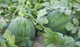 乾隆口渴到瓜地吃瓜视频,亲尝瓜地甘甜瞬间