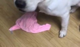 小白瓜狗子可以吃吗视频,揭秘狗狗的健康美食选择