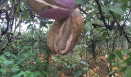 摘八月瓜吃的视频播放