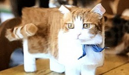 猫咪吃瓜收纳游戏视频,收纳游戏一网打尽