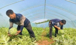 琼山区吃瓜事件视频,一场引发热议的网络视频风波