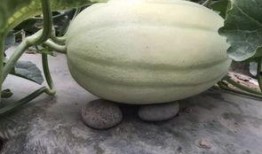 玉瓜老了怎样吃最好视频,探索美味新境界