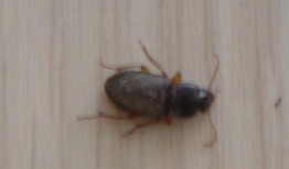 吃瓜的大虫子图片大全视频