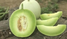 玉瓜老了怎样吃最好视频,探索美味新境界